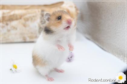 Zauberhafte, zahme Goldhamster und Teddyhamster