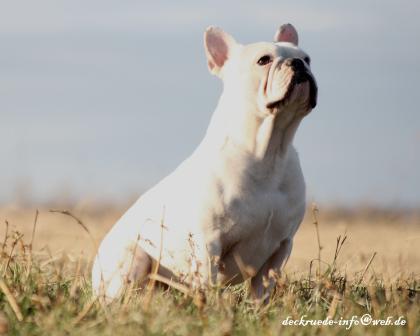 Französische Bulldogge Deckrüde creme fawn blue Schecke