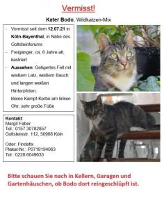 Kater Bodo vermisst in Köln