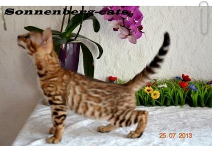 Bengal Kitten 