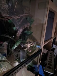 Gargoylegecko 1.0 Adult