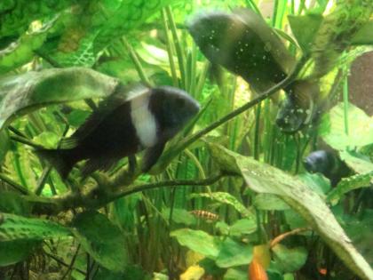 Verkaufe Tropheus Duboisi aus eigener Nachzucht
