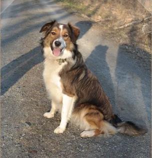 Border Collie Hündin