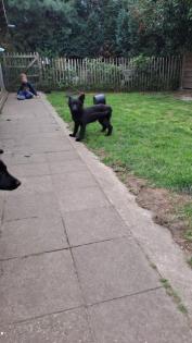 Altdeutsche Hütehundwelpen