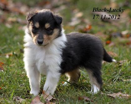 Wir haben Colliewelpen in darksabel & tricolour ( Papiere VDH / CfbrH )