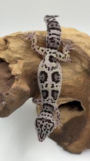 Leopardgecko 1.13.16