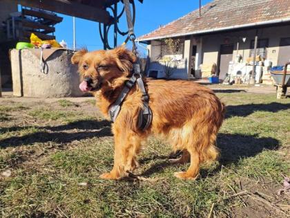 Ruby sucht liebes Zuhause