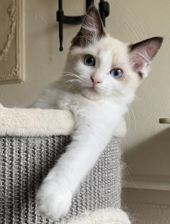 Ragdoll Kitten mit Stammbaum ! -Abgabebereit -