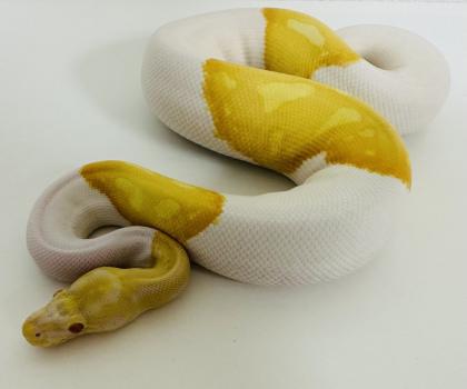 0,1 Königspython Albino Piebald (Albinopied)