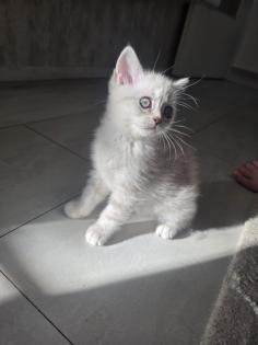 BKH Kitten Abgabebereit