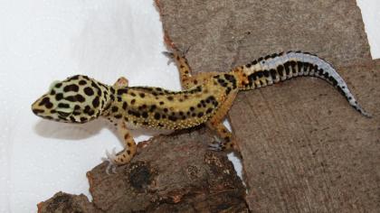 2 Leopardgeckos Nzen 2024