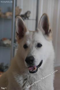 Wenn alles gut gegangen ist, erwarten wir Anfang August Weisse Schäferhund Stock