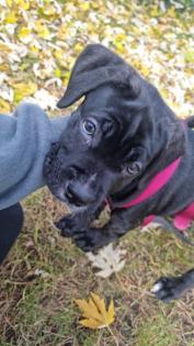 Schweiz-Zürich: Sehr schöne Cane Corso Welpen suchen ein Zuhause