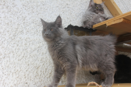 Maine Coon babys zu Verkaufen