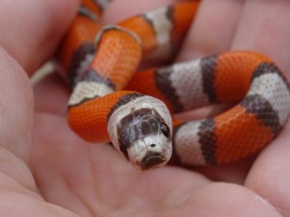 Lampropeltis abnorma / Honduras Königsnattern