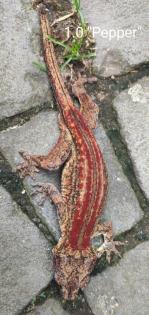 Rhacodactylus auriculatus (Höckerkopfgeckos) für HAMM