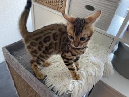 Bengal Kitten