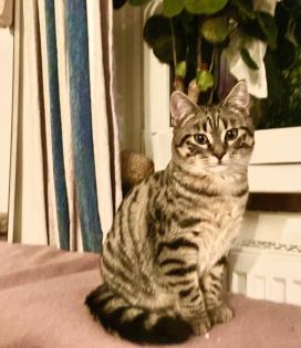 Willi - verwuschelter Tabby-Mix