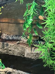 Verkaufe Kornnatter + Terrarium falls benötigt