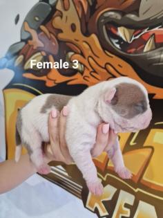 American Bully Welpen Standard / Classic