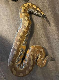 0.1 P. brongersmai 100% het Cherrybomb T-pos Albino