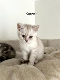 BKH Kitten suchen ab 17.05 ein neues Zuhause