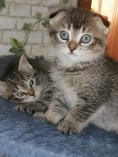 BKH Baby’s Katzen ab 04.07.24 abholbereit