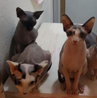 Bezaubernde Sphynx suchen liebevolles Zuhause 