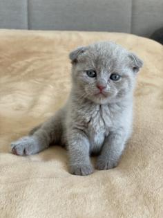 Wunderschöne BKH Kitten