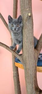 Reinrassige Chartreux Kitten (Weibchen)