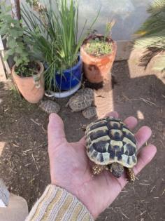 Nachzuchten 1 und 2 Jahre alt der griechischen Landschildkröte