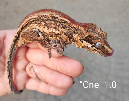 Rhacodactylus auriculatus (Höckerkopfgeckos) für HAMM