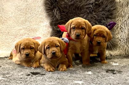 Labradorwelpen in foxred Labrador Welpe * Abgbe ab Ende April 204