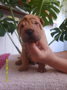 Horse coat Shar Pei Welpen