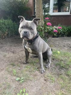 Suche neues zu Hause für Tyson
