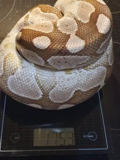 0.3 Königspython Spider HC Albino Butter inkl. Terrarack