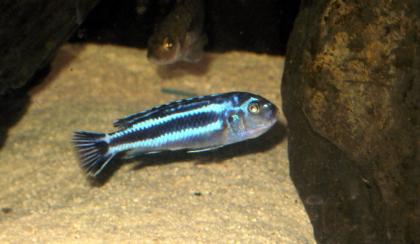 Melanochromis maingano