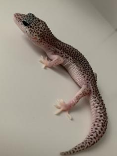 1.0 Mack super Snow Het Diablo Blanco Leopardgecko Männchen Enz 23 abzugeben Übe