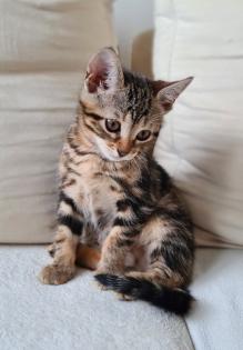 Bengal Kitten mix Baby Katze