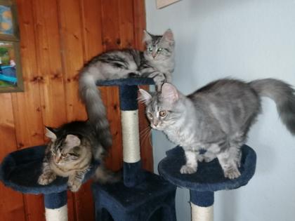 Gebe 3 Maine Coon mix Kitten ab