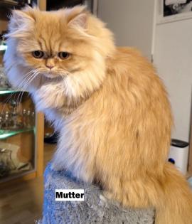 Perser Kitten  baby Ab ende Mai  2024  dürfen unsere zwei Kitten ausziehen