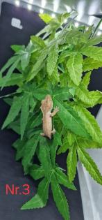 Correlophus ciliatus  Kronengeckos 0.0.12