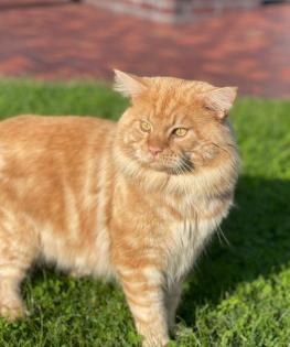 Maine Coon Kitten in guten Händen abzugeben