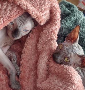 Sphynx Jungkatzen suchen ein liebevolles Zuhause