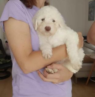 Lagotto Romagnolo Welpen