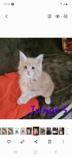 Reinrassige Main Coon Kitten