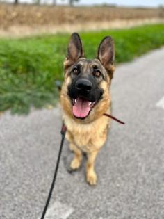 Trixie… liebt kuscheln und Spaziergänge