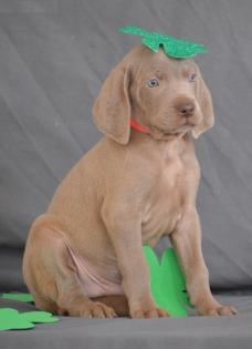 Reinrassige kurzhaar Weimaraner Welpen Papiere.