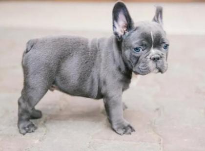 Französische Bulldogge (BLUE)