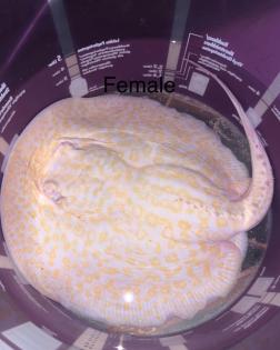 Potamotrygon Albino HYBRIDEN Golden Base